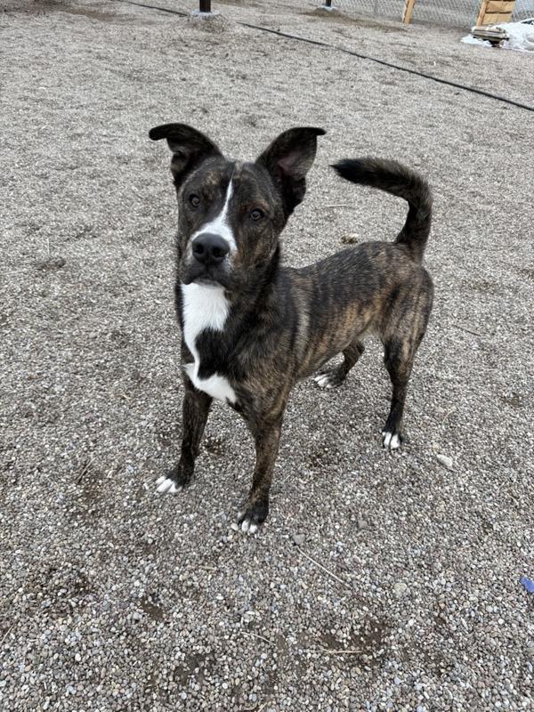 Gus, a Adoptable mixed breed in Great Falls, MT image 1/6