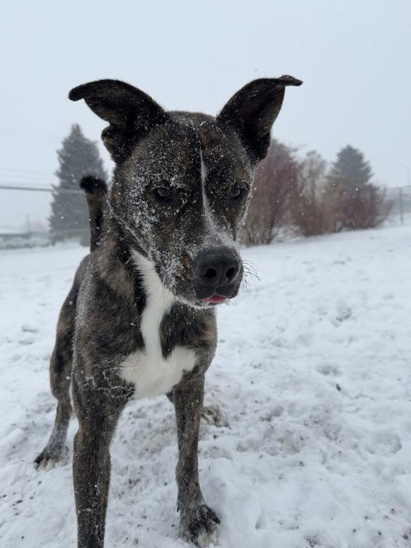 Gus, Adoptable, Adult Male Mixed Breed.