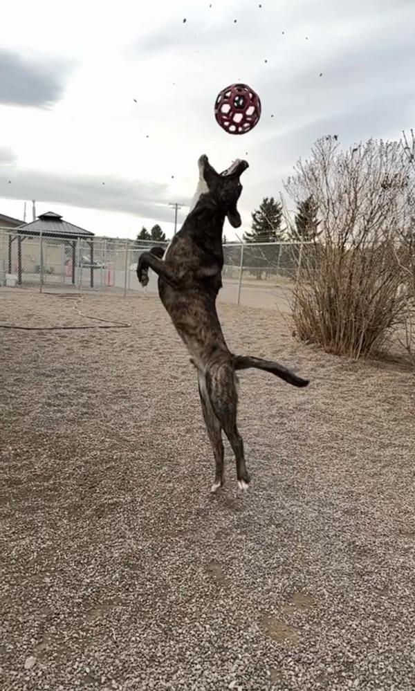 Gus, a Adoptable mixed breed in Great Falls, MT image 2/6