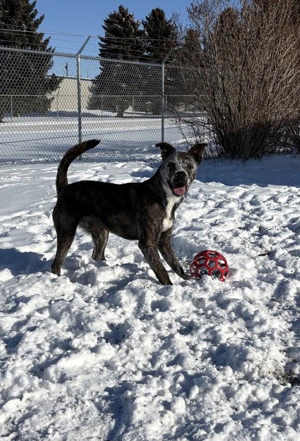 Gus, a Adoptable mixed breed in Great Falls, MT image 3/6