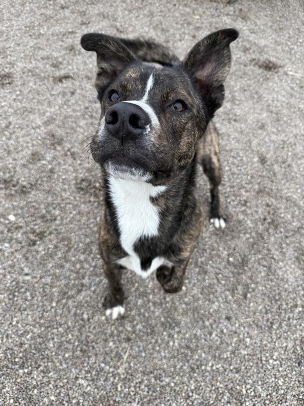 Gus, a Adoptable mixed breed in Great Falls, MT image 4/6