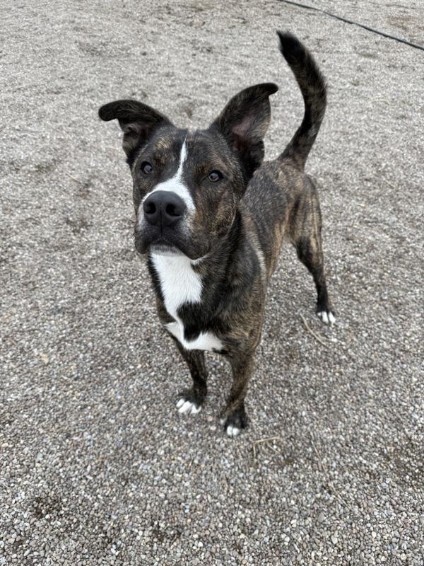Gus, a Adoptable mixed breed in Great Falls, MT image 6/6