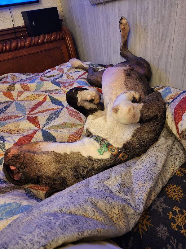 Remington thumbnail 2