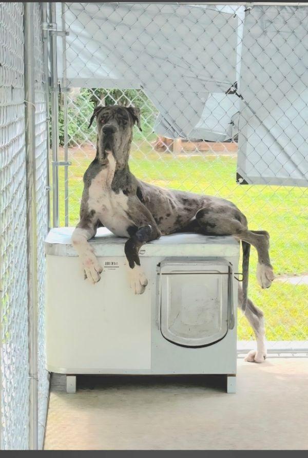 Remington, ADOPTABLE, Young Male Great Dane.