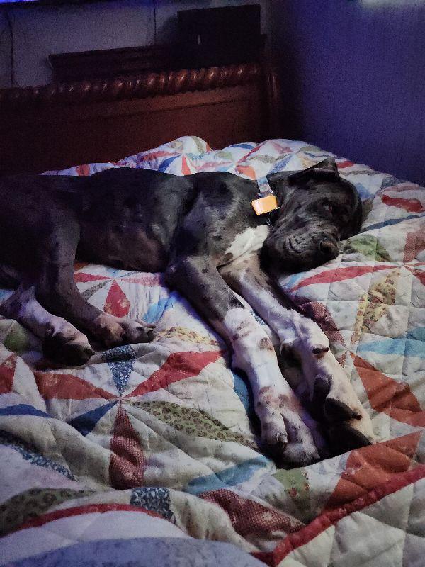 Enlarge Remington, a ADOPTABLE Great Dane in Martinsburg, WV image 3/6