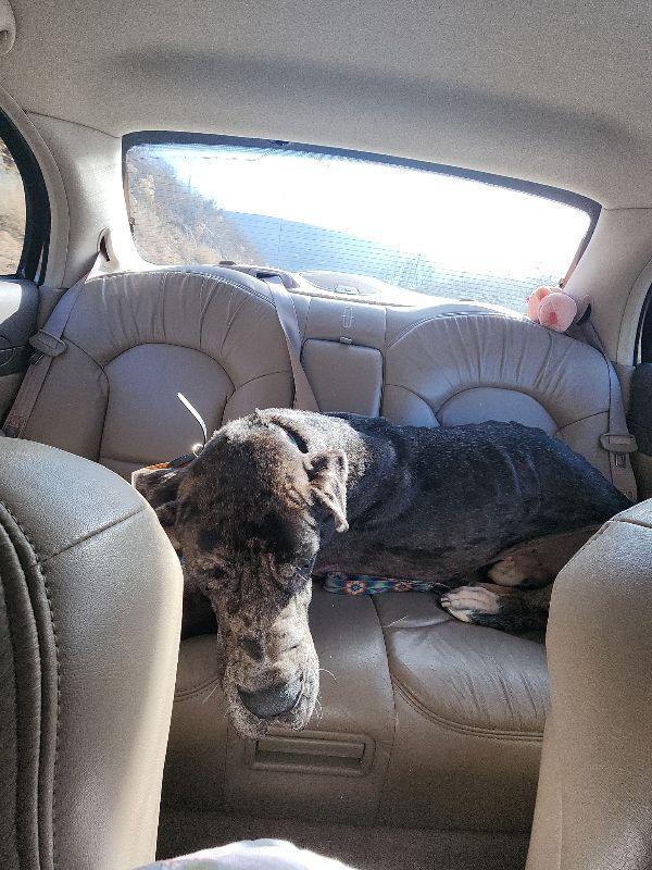 Enlarge Remington, a ADOPTABLE Great Dane in Martinsburg, WV image 2/6