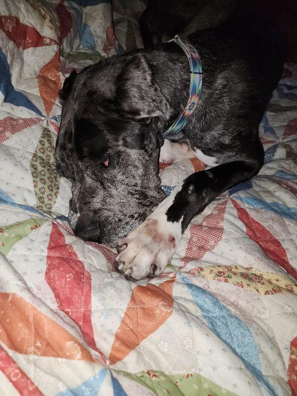 Enlarge Remington, a ADOPTABLE Great Dane in Martinsburg, WV image 6/6