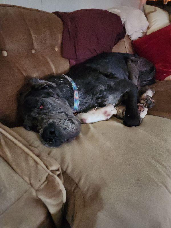 Enlarge Remington, a ADOPTABLE Great Dane in Martinsburg, WV image 4/6