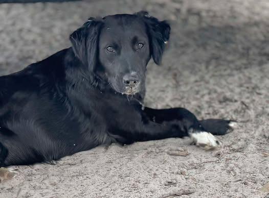 Sydney, Adopted, Young Female Golden Retriever & Mixed Breed.