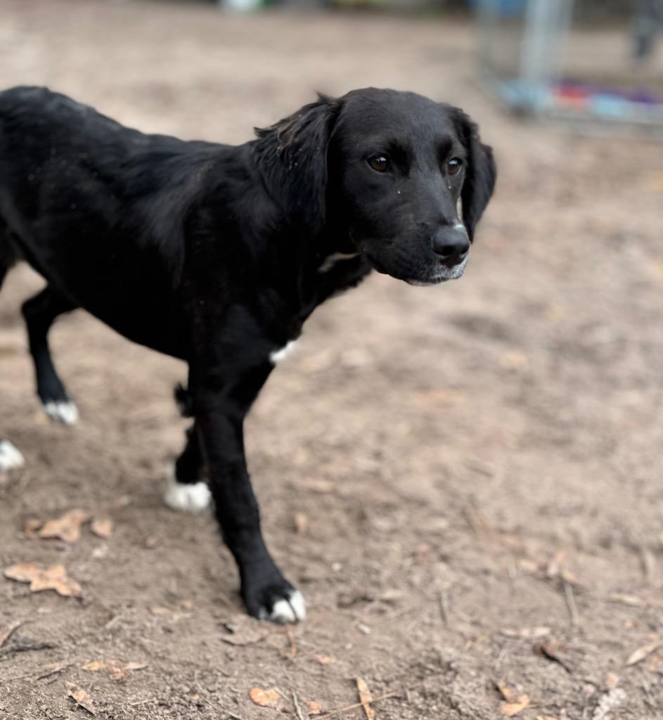Enlarge Sydney, a Adopted mixed breed in Waynesville, GA image 2/6