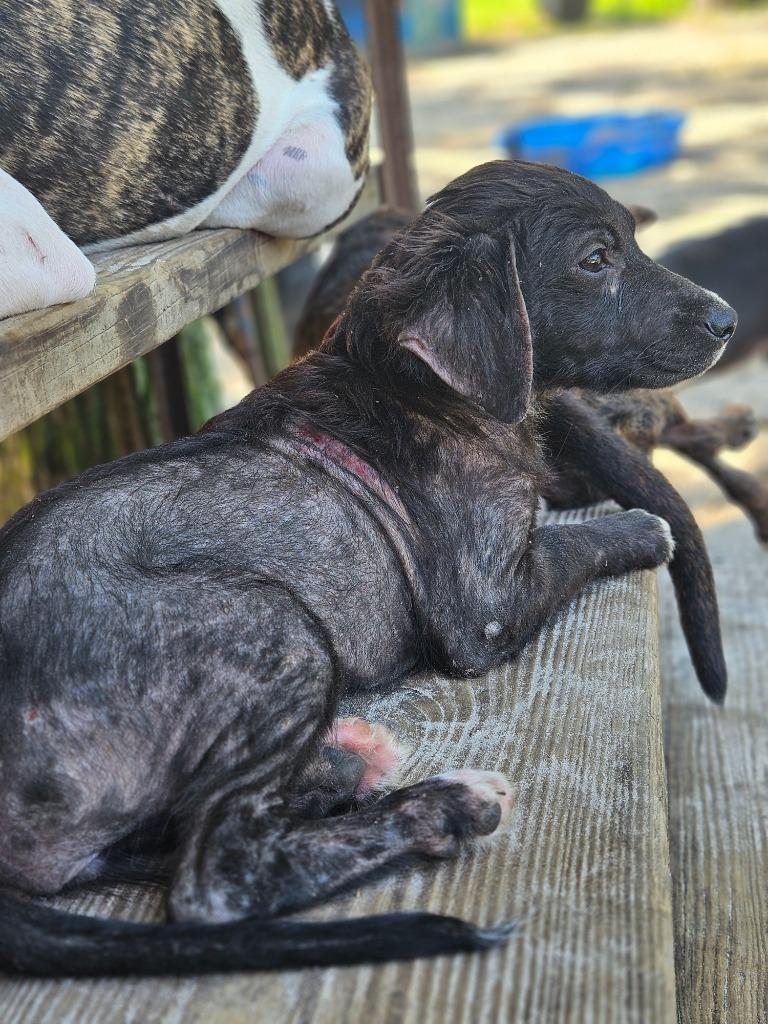 Enlarge Sydney, a Adopted mixed breed in Waynesville, GA image 3/6