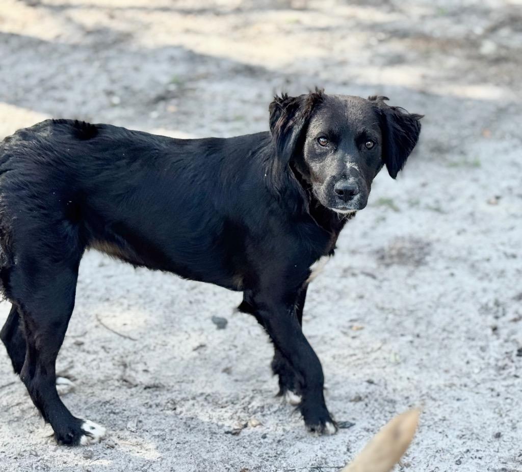 Enlarge Sydney, a Adopted mixed breed in Waynesville, GA image 4/6