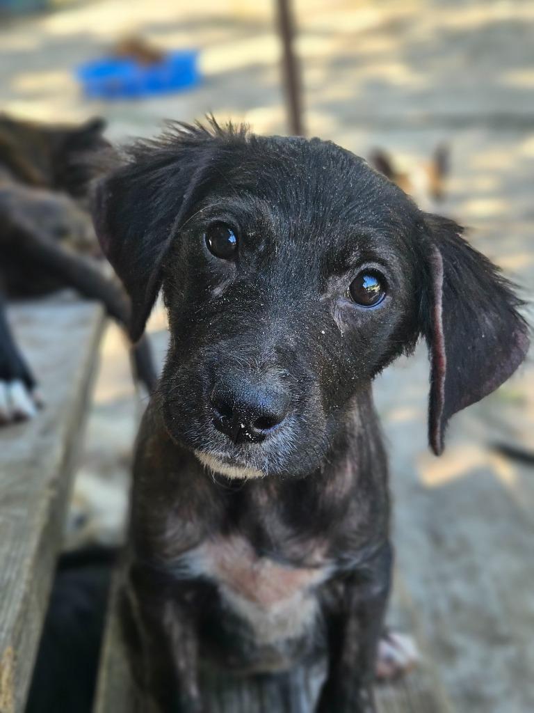 Enlarge Sydney, a Adopted mixed breed in Waynesville, GA image 6/6