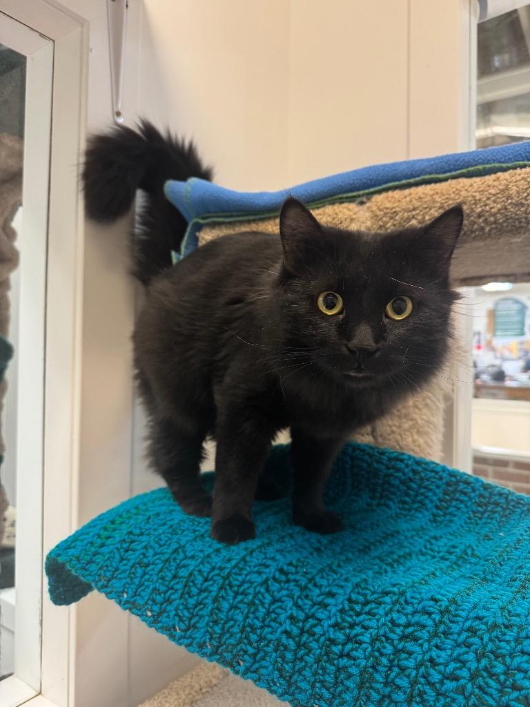 Borealis, Adoptable, Adult Male Domestic Long Hair.