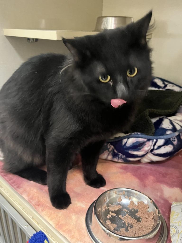 Borealis, a Adoptable mixed breed in Winnipeg, MB image 2/2