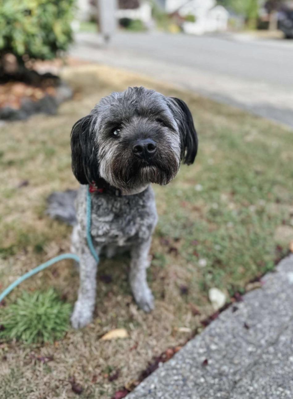 Enlarge Winston, an adoptable mixed breed in seattle, WA image 1/3