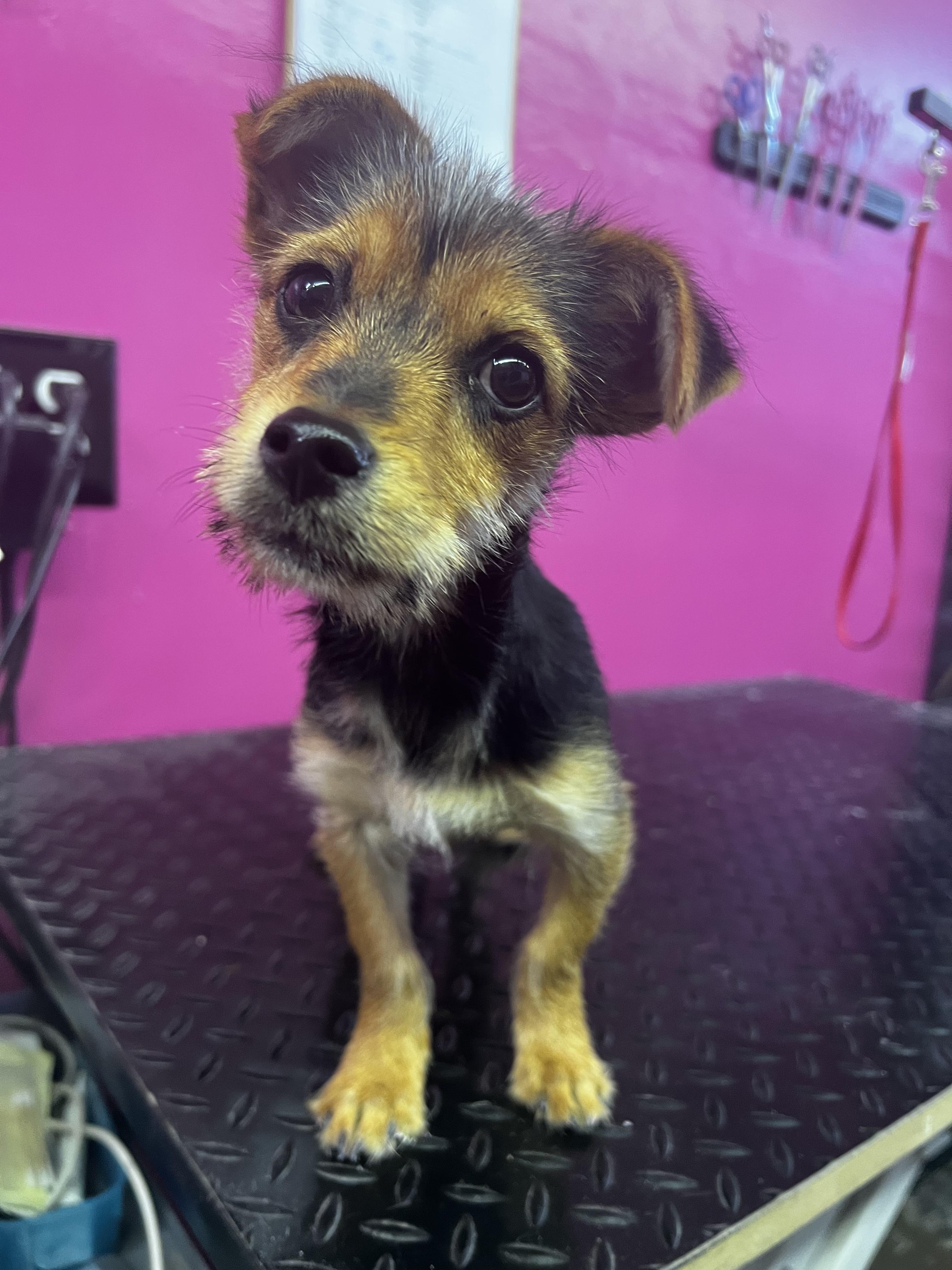 Enlarge Jaquie, a Adopted mixed breed in Cuero, TX image 2/6