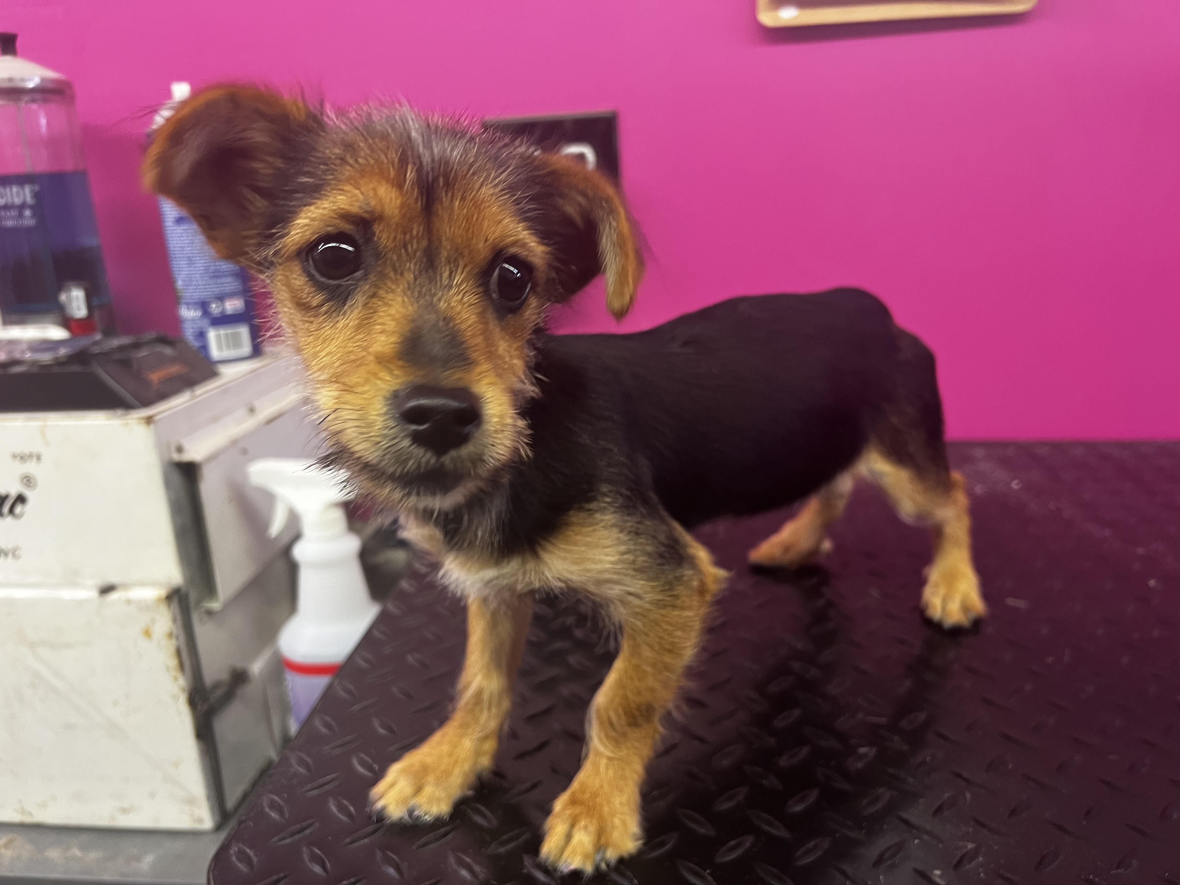 Enlarge Jaquie, a Adopted mixed breed in Cuero, TX image 6/6