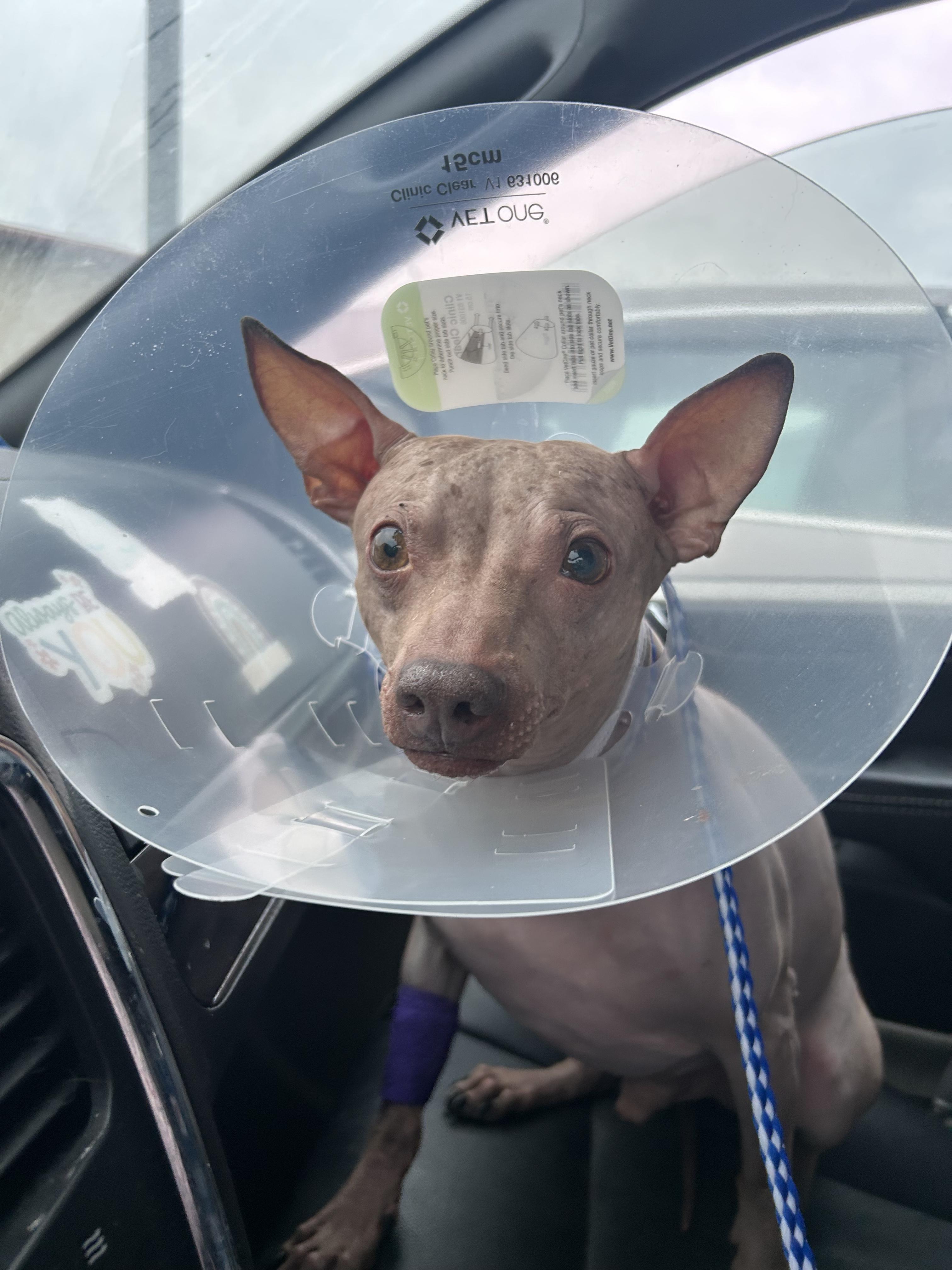 Enlarge Ham, an adopted American Hairless Terrier in Joliet, IL image 2/4