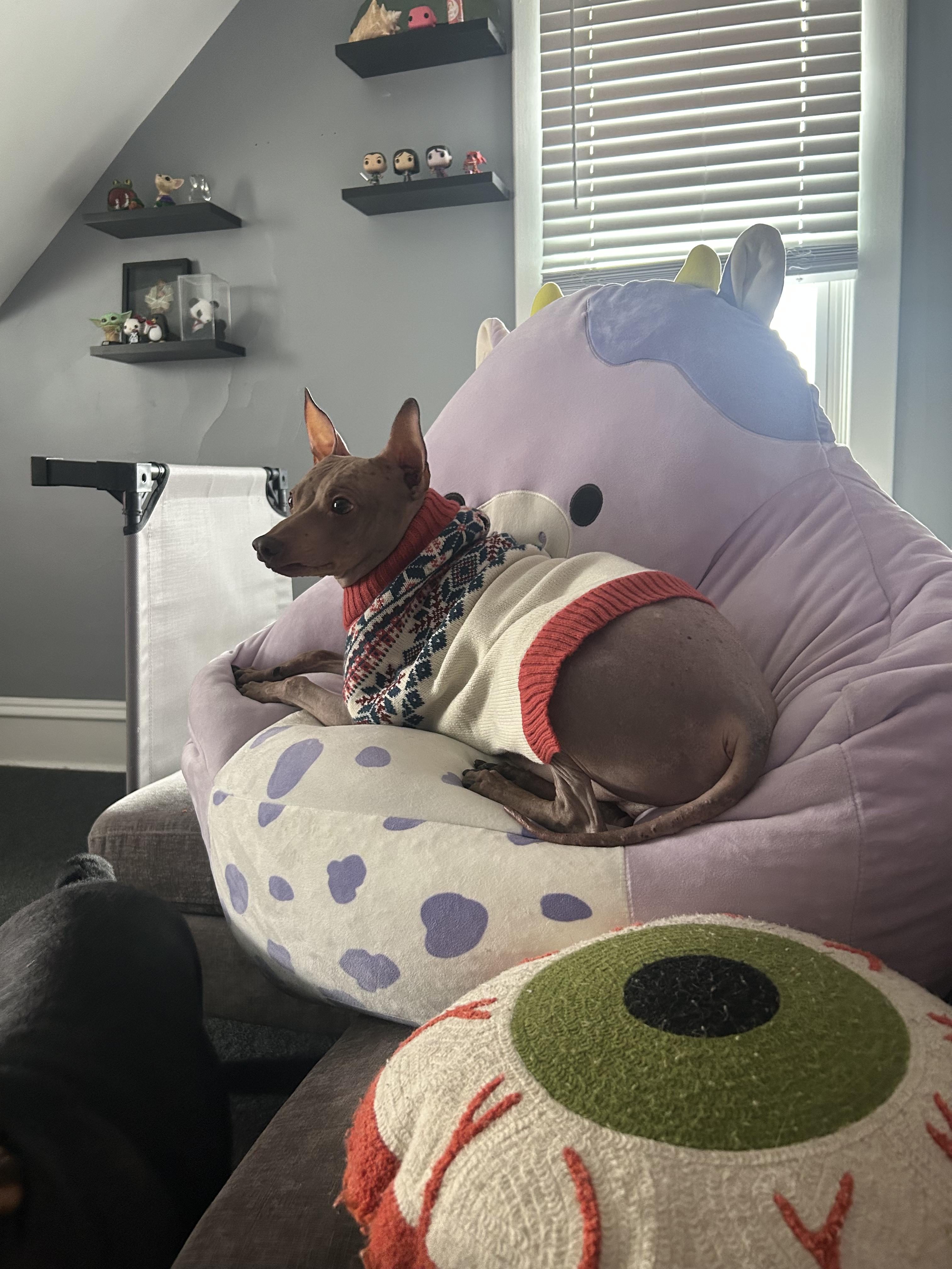 Enlarge Ham, an adopted American Hairless Terrier in Joliet, IL image 1/4