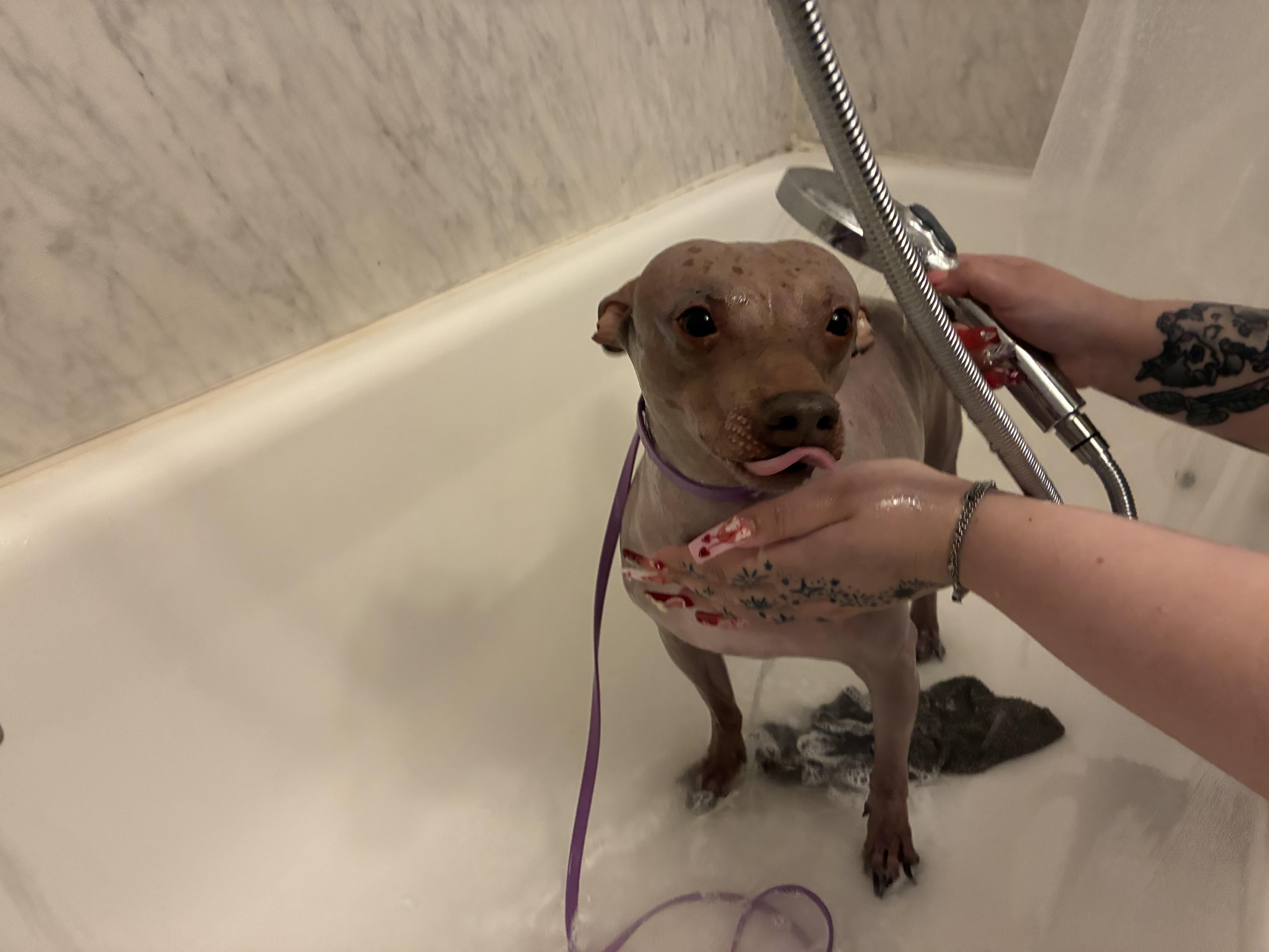 Enlarge Ham, an adopted American Hairless Terrier in Joliet, IL image 3/4