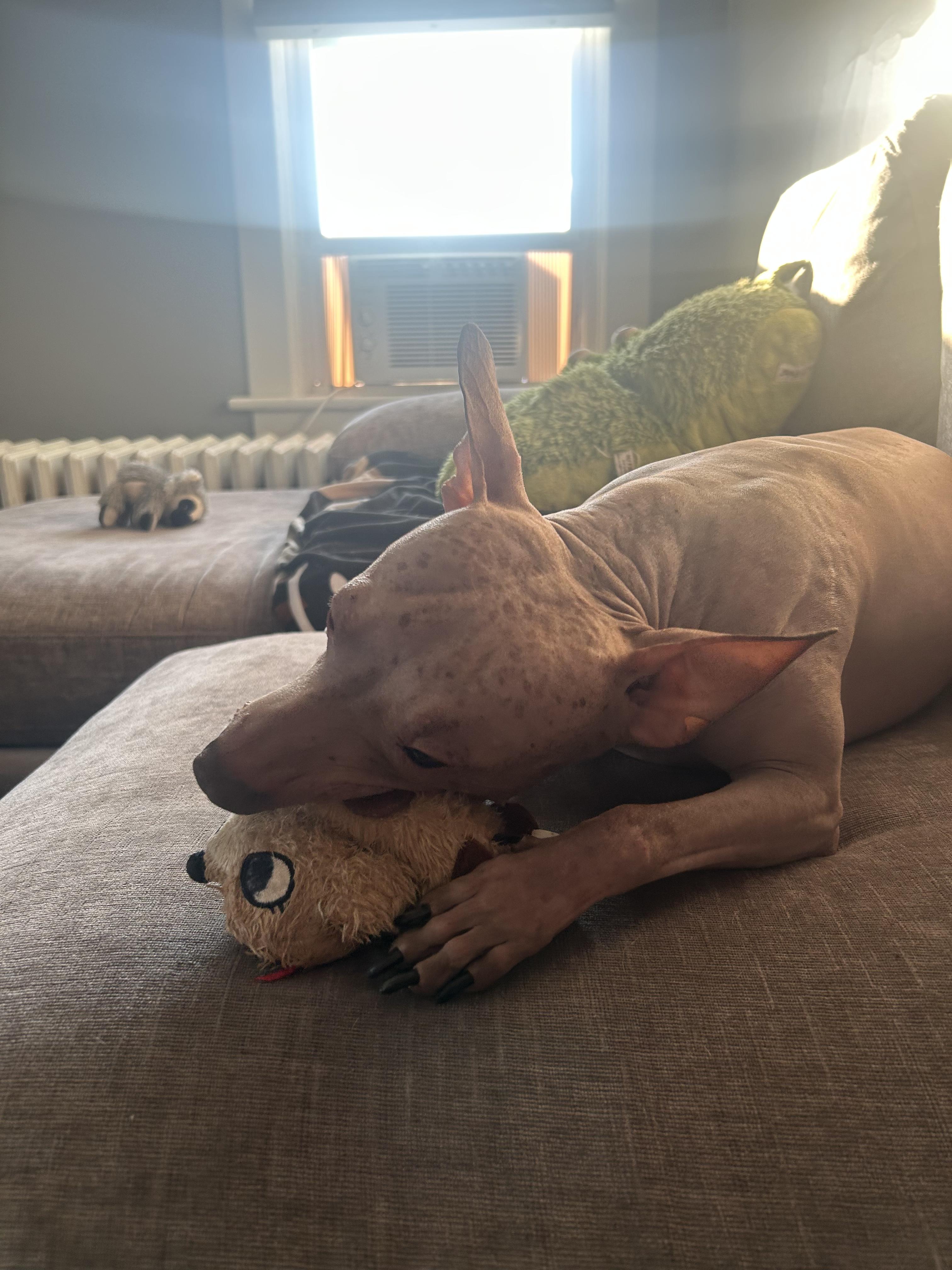 Enlarge Ham, an adopted American Hairless Terrier in Joliet, IL image 4/4