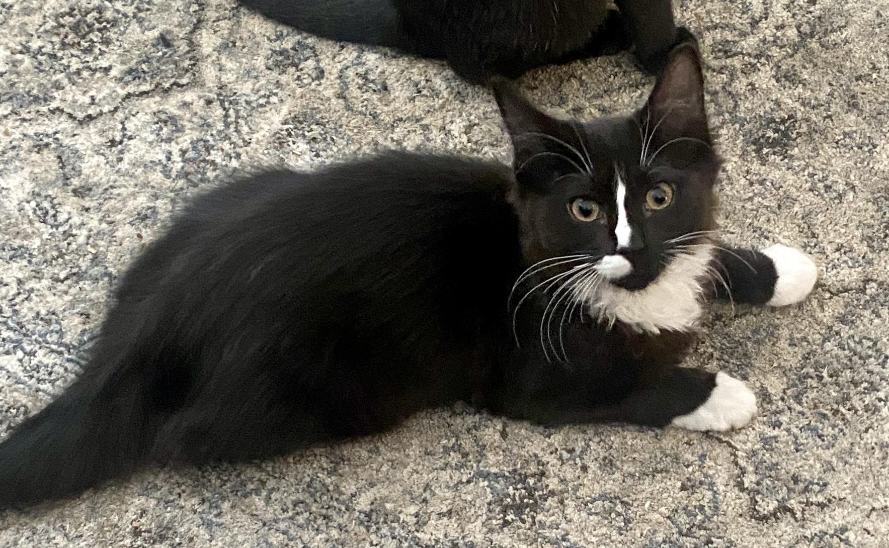 Coraline & Wyborn, a Adoptable mixed breed in Red Bank, NJ image 3/6