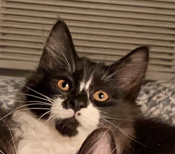 Coraline & Wyborn, Adoptable, Kitten Female Domestic Long Hair & Tuxedo.