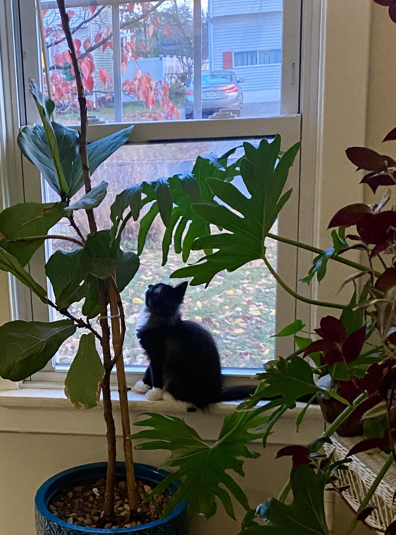 Coraline & Wyborn, a Adoptable mixed breed in Red Bank, NJ image 2/6