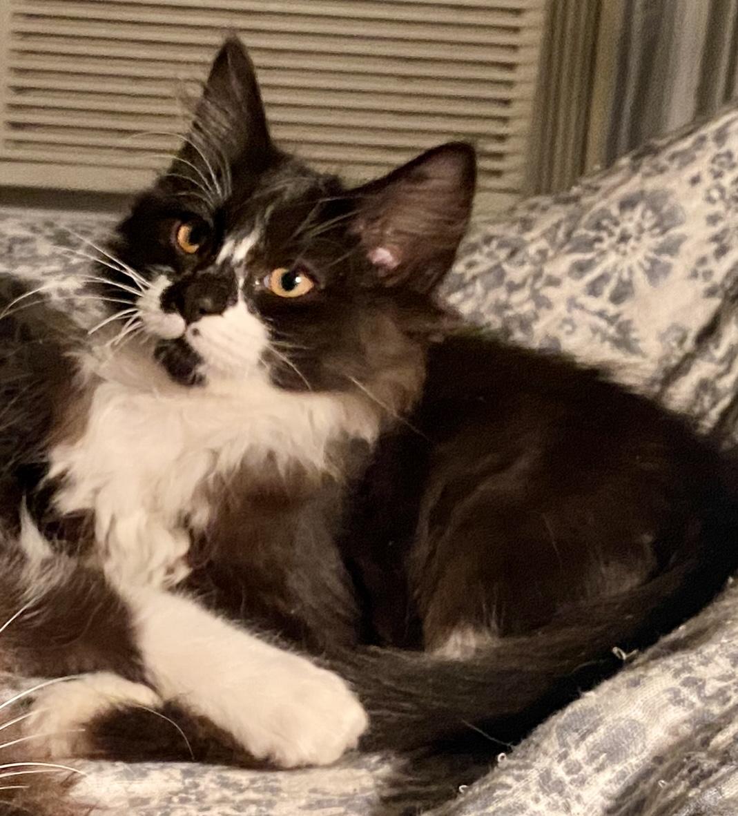 Coraline & Wyborn, a Adoptable mixed breed in Red Bank, NJ image 4/6