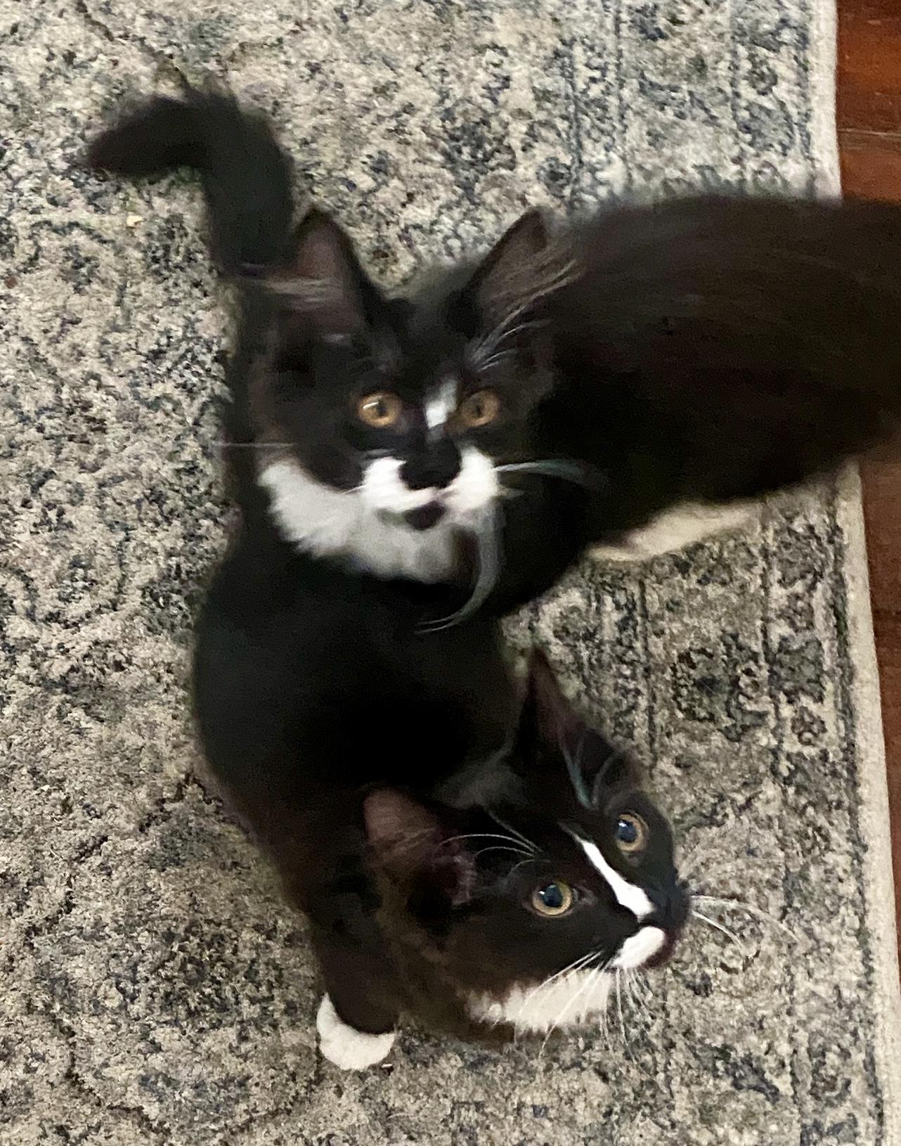 Coraline & Wyborn, a Adoptable mixed breed in Red Bank, NJ image 5/6