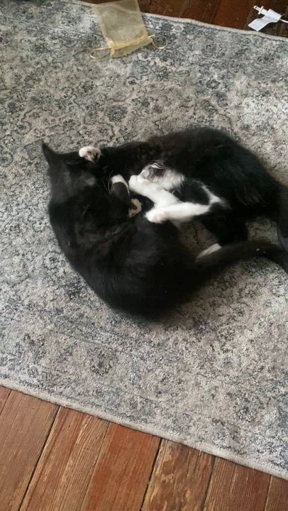 Enlarge Coraline & Wyborn, a Adoptable mixed breed in Red Bank, NJ video 6/6