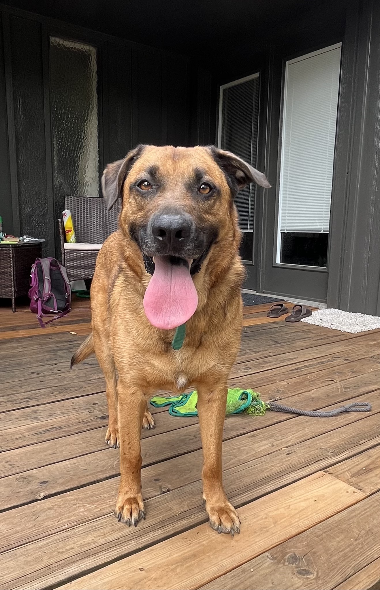 Dog for adoption Lobo, a German Shepherd Dog & Black Mouth Cur Mix in