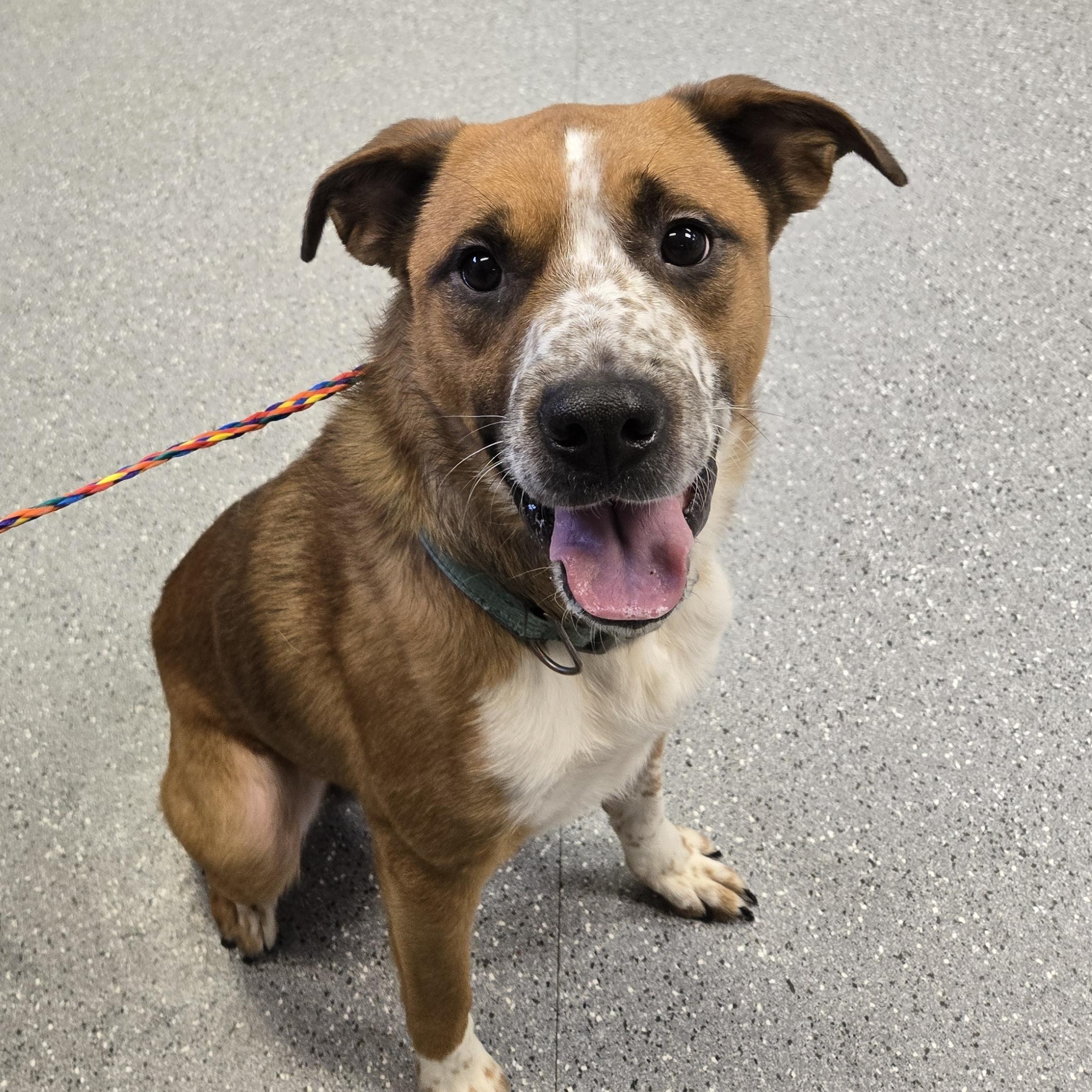 Wally, ADOPTABLE, Adult Male Boxer.