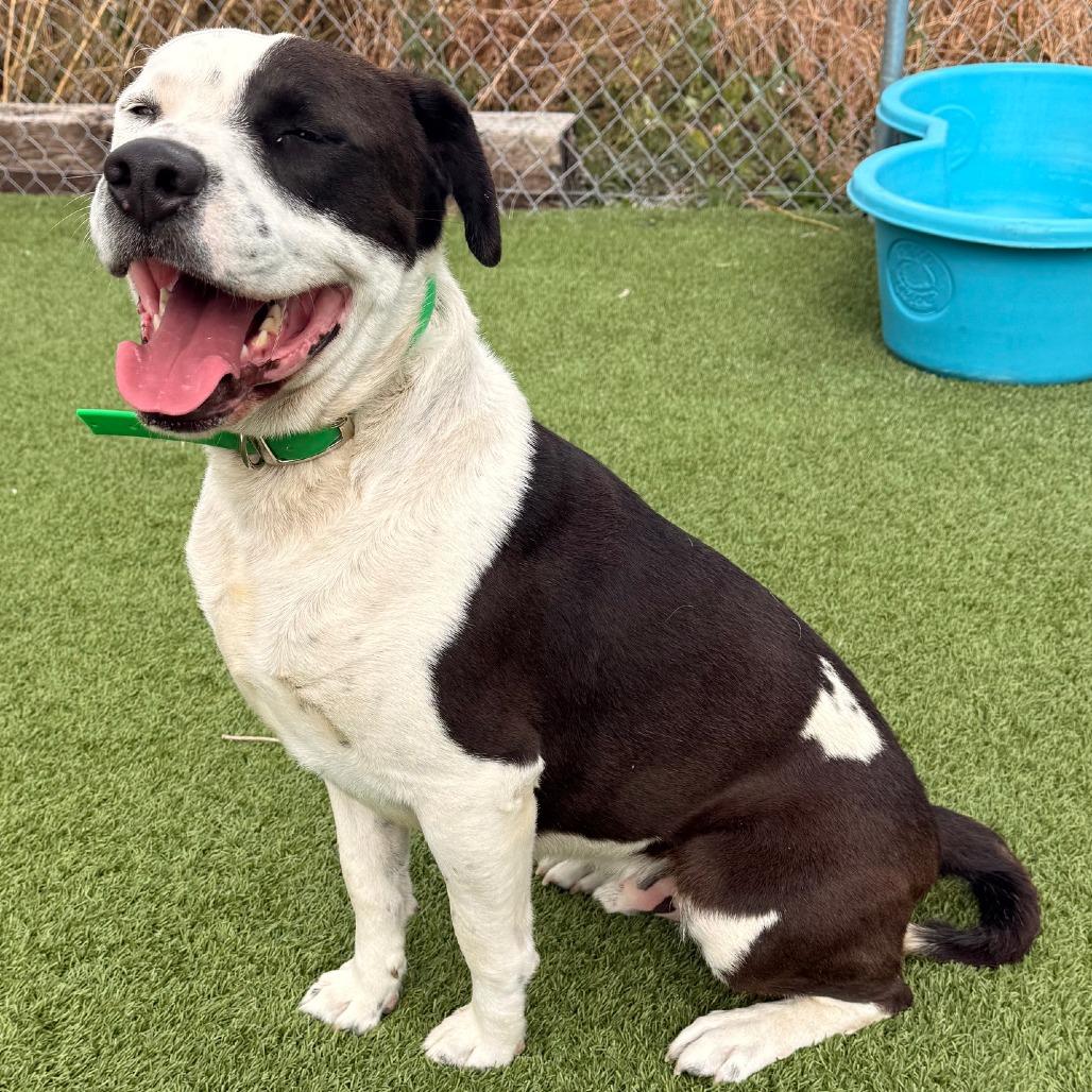 Pinto, Adoptable, Adult Male Border Collie & Pit Bull Terrier.