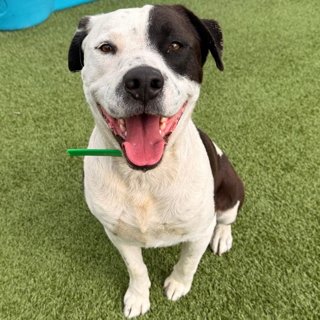 Enlarge Pinto, a Adoptable mixed breed in Idaho Falls, ID image 2/4