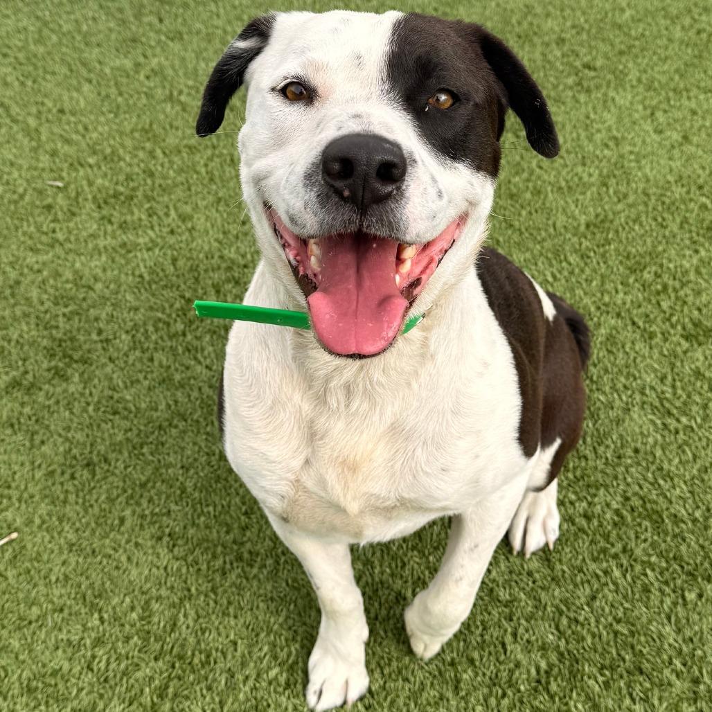 Enlarge Pinto, a Adoptable mixed breed in Idaho Falls, ID image 3/4