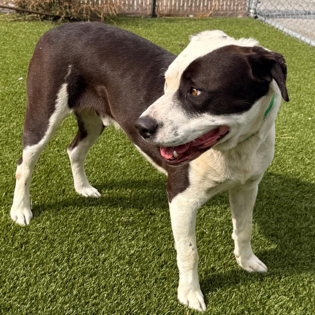 Enlarge Pinto, a Adoptable mixed breed in Idaho Falls, ID image 4/4