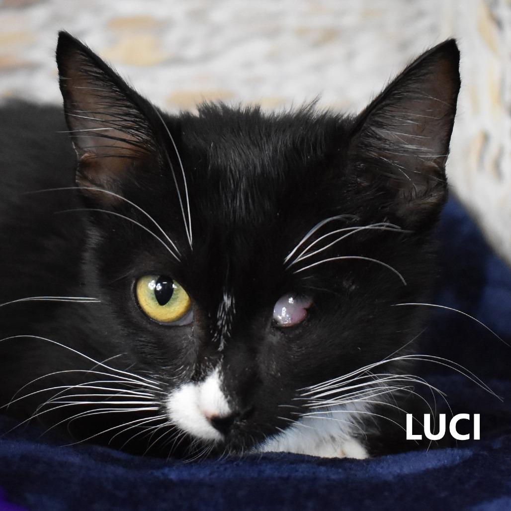 Enlarge Luci, a Adoptable Domestic Short Hair in Yuma, AZ image 1/2