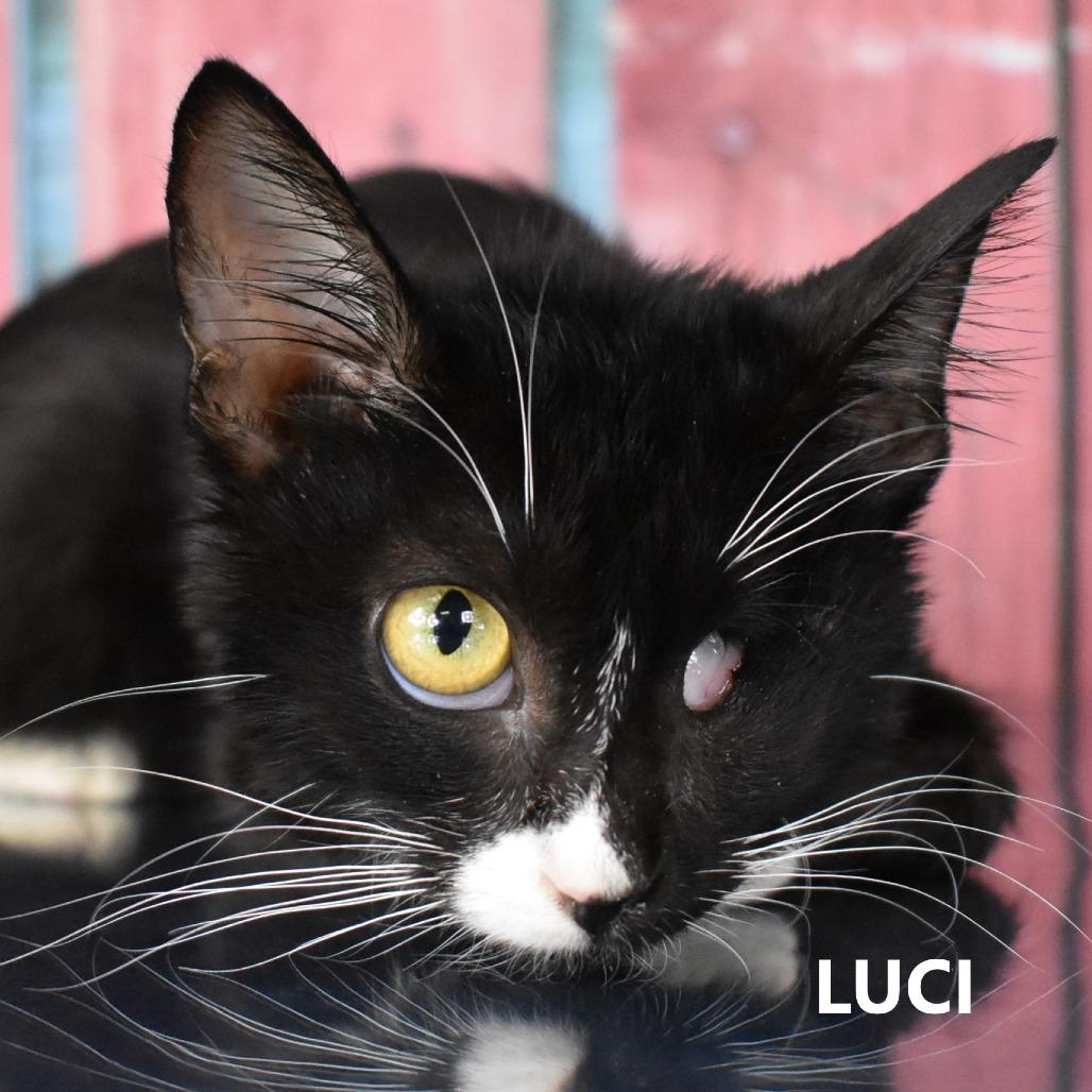 Enlarge Luci, a Adoptable Domestic Short Hair in Yuma, AZ image 2/2