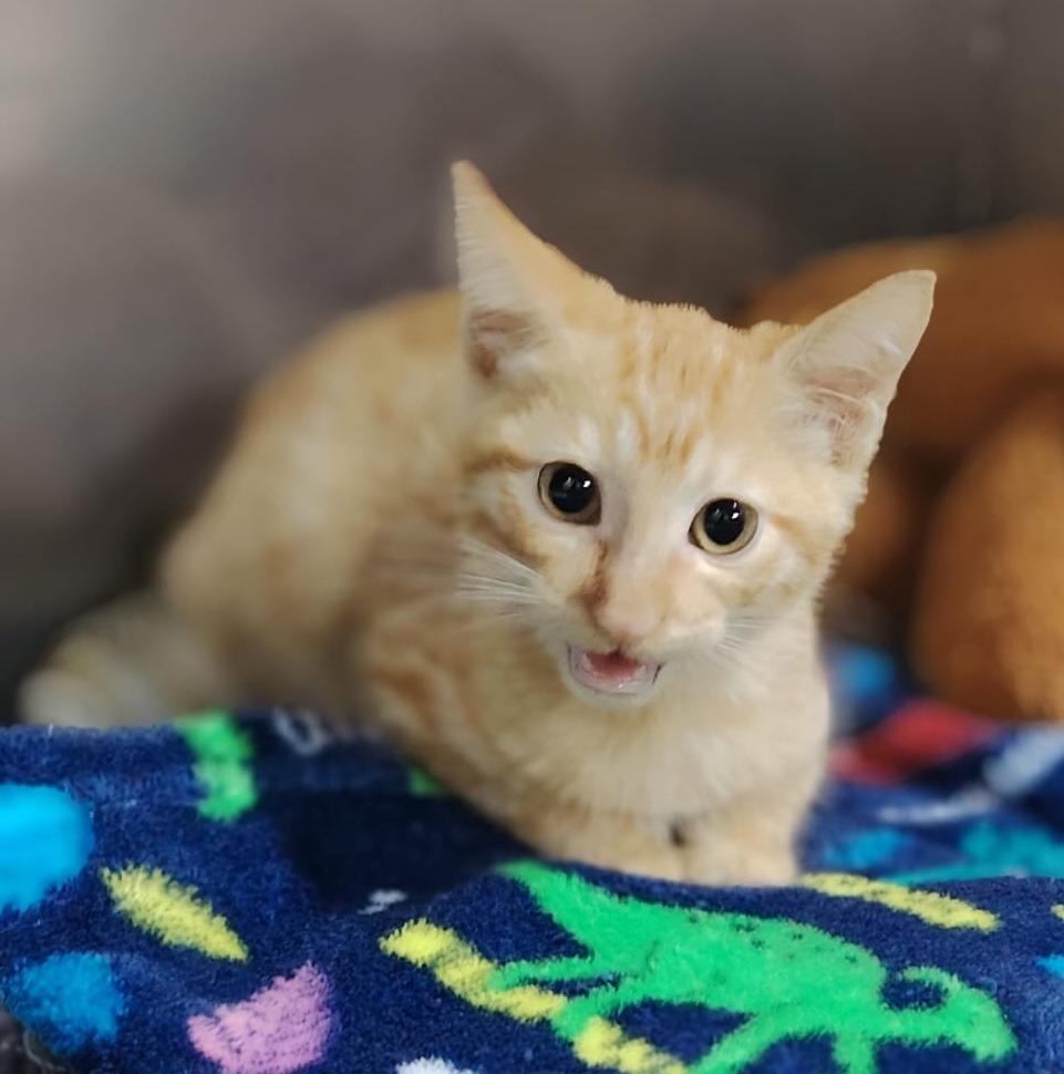 Albert, a Adoptable mixed breed in Denver, CO image 1/2