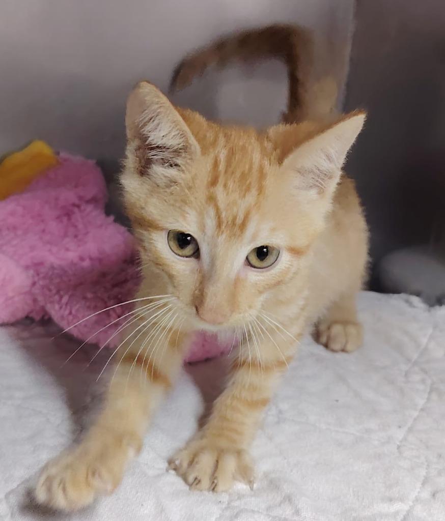 Albert, a Adoptable mixed breed in Denver, CO image 2/2