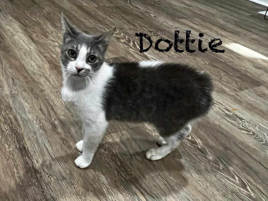 Dottie, Adoptable, Adult Female Manx.