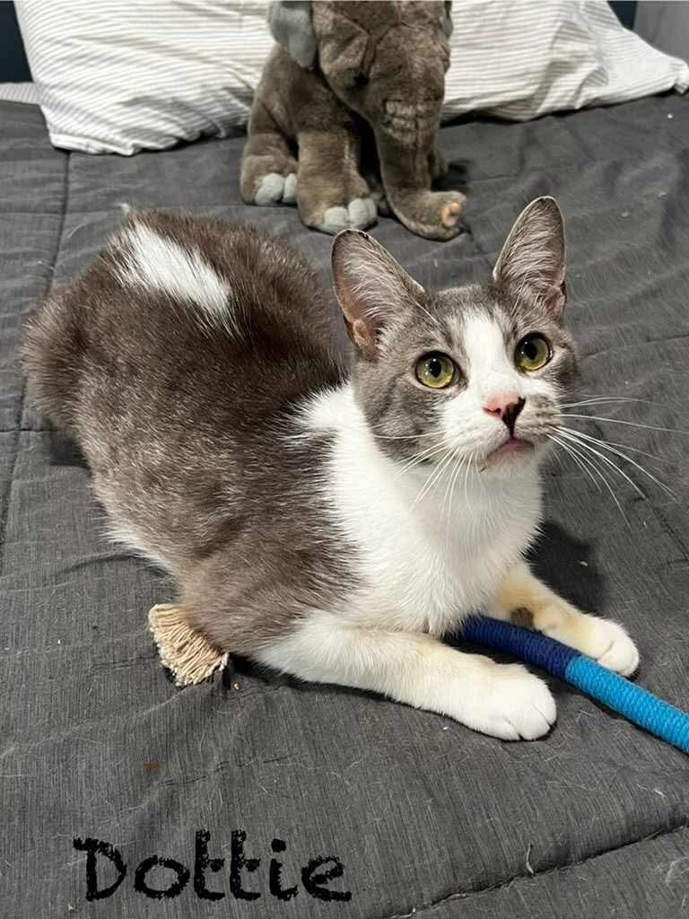 Enlarge Dottie, a Adoptable Manx in Rutherfordton, NC image 2/4