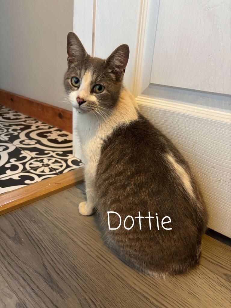 Dottie, a Adoptable Manx in Rutherfordton, NC image 3/4