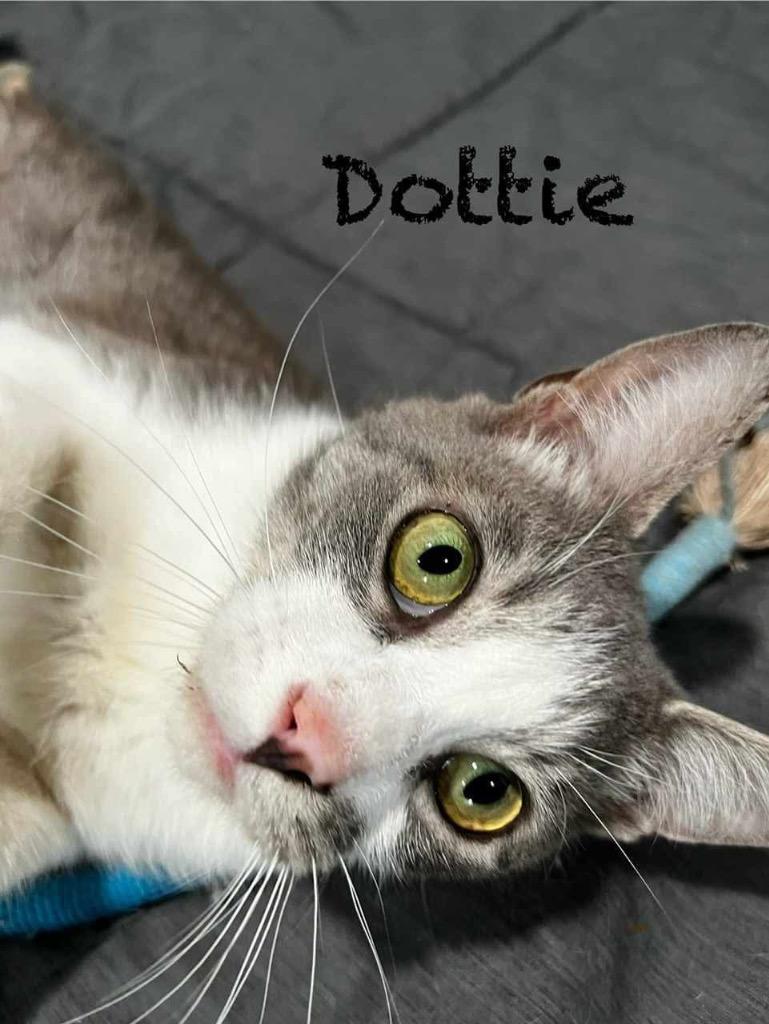 Dottie thumbnail 3