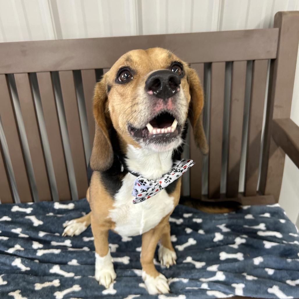 Remmy, Adoptable, Adult Male Beagle.