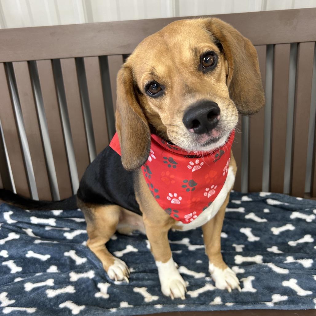 Enlarge Remmy, a Adoptable Beagle in Moravia, NY image 2/2