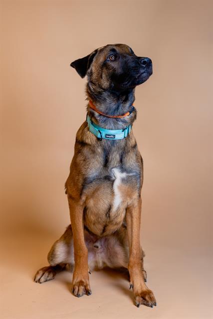 Enlarge Jasper, a Adoptable Belgian Shepherd / Malinois in Duxbury, MA image 4/4