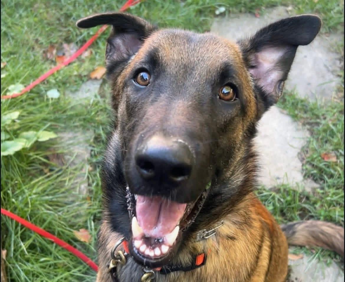 Enlarge Jasper, a Adoptable Belgian Shepherd / Malinois in Duxbury, MA image 1/4